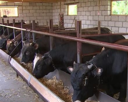 Tipus i esquemes d’alimentadors de bestiar boví i com fer-ho a casa vostra