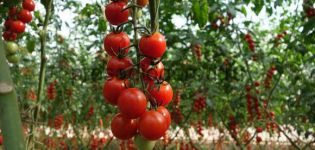 Wann man Setzlinge pflanzt und wie man Kirschtomaten im Freien und in einem Gewächshaus anbaut