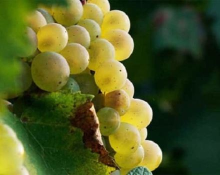 Aligote üzüm çeşidinin tanımı ve özellikleri, artıları ve eksileri ve yetiştirme kuralları