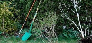 How to plant an apple tree correctly, if the groundwater is close, the choice of variety and rules of care