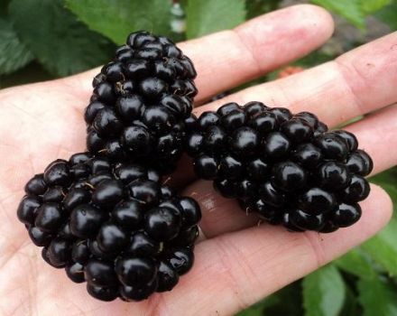 Опис и карактеристике Поларних купина, садња и нега