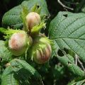Anpflanzung und Pflege von Hamamelis in der Region Moskau, die besten Sorten und Anbau