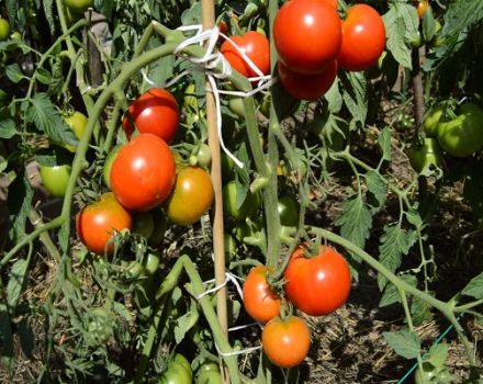 Beschreibung der Tomatensorte Gletscher und Eigenschaften