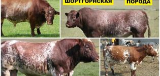 Опис и карактеристике крава пасмине Схортхорн, правила узгоја