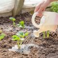 How to feed strawberries and what to fertilize during flowering and fruiting