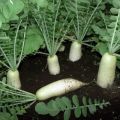 Genomgång av de bästa Daikon-sorterna för öppen mark och vinterlagring