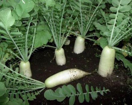 Przegląd najlepszych odmian daikon do przechowywania w otwartym terenie i zimą