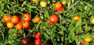 מאפיינים ותיאור של זן העגבניות ליאנג, התשואה שלו