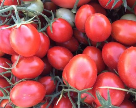 Description de la variété de tomate 6 Punto 7 et ses caractéristiques