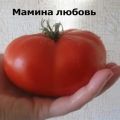 Опис сорте парадајза Момина љубав, његове карактеристике и продуктивност