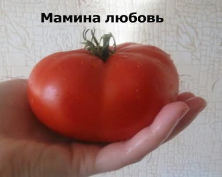 Описание на сорта домат Любовта на мама, неговите характеристики и производителност