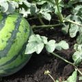 Agrartechnologie für den Anbau von Wassermelonen auf freiem Feld und in einem Gewächshaus in Sibirien, Anpflanzung und Pflege