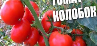 Опис сорте парадајза Колобок, његове карактеристике и принос