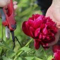 Regeln und Bedingungen für die Vermehrung von Pfingstrosen durch Teilen von Busch, Samen und anderen Methoden