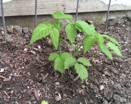 O que pode ser plantado no local após as framboesas e ao lado delas no próximo ano