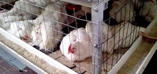 Kaip sukurti „pasidaryk pats“ broilerių kooperacijos dydžių vadovą