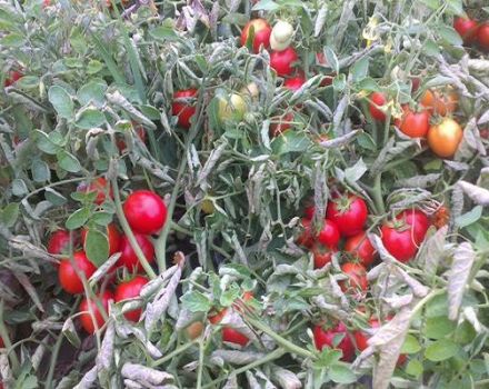 Beschreibung der Tomatensorte Tmag 666 f1, Eigenschaften und Anbaumethoden