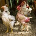 Защо започва топенето при кокошки носачки, какво и кога да се дава у дома