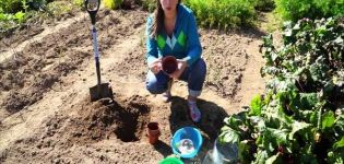 Cuándo y cómo plantar correctamente tulipanes en cestas para bulbos con sus propias manos.