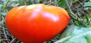Characteristics and description of the tomato variety Tsar Bell