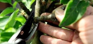 Wie man einen säulenförmigen Apfelbaum im Sommer, Frühling und Herbst, bei der Bildung und Pflege richtig beschneidet