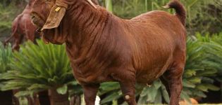 Descrição e características das cabras Kalakhara, regras de manutenção