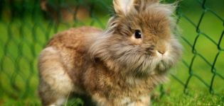 Beschreibung und Merkmale der löwenköpfigen Kaninchenrasse, Pflegerichtregeln
