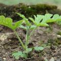 Wie man eine Wassermelone in einem Gewächshaus und auf freiem Feld in der Region Moskau anbaut, Pflanzen, Pflege und Agrartechnologie