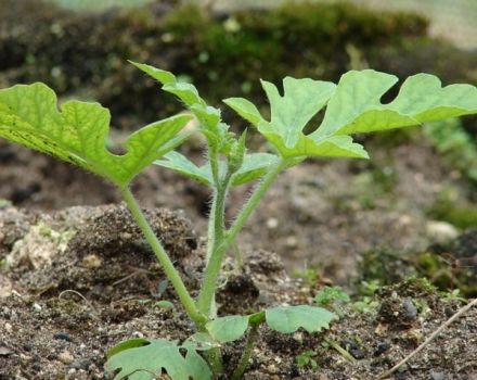 How to grow a watermelon in a greenhouse and open field in the Moscow region, planting, care and agricultural technology