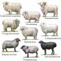 Характеристики и характеристики на овцете от фина вълна, ТОП 6 породи и добива на вълна