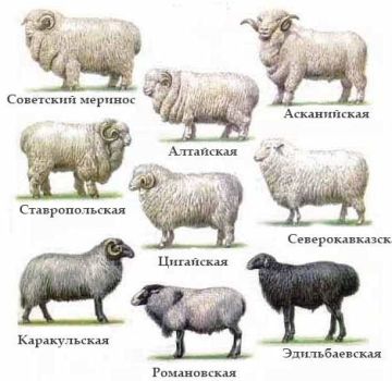 Характеристики и характеристики на овцете от фина вълна, ТОП 6 породи и добива на вълна