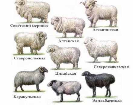 Features and characteristics of fine-wool sheep, TOP 6 breeds and wool yield