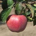 Beschreibung und Eigenschaften der Gala-Apfelbaumsorte und ihrer Sorten, Merkmale des Anbaus und der Pflege