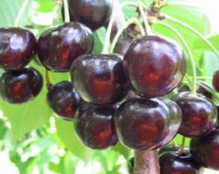 Beschreibung und Eigenschaften der Sorte Leningradskaya Black Cherry, Anbau und Pflege