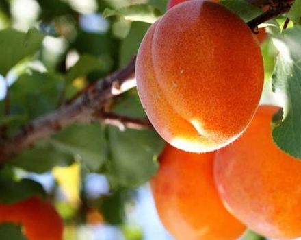 Beschreibung der Aprikosensorte Solnechny, Ertragseigenschaften und Kultivierungsmerkmale