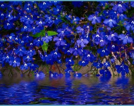 Description of perennial lobelia varieties, planting and care in the open field
