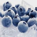 Como congelar adequadamente mirtilos para o inverno em casa na geladeira