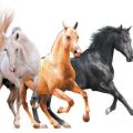 The names of the existing colors of horses, which are also the list of colors