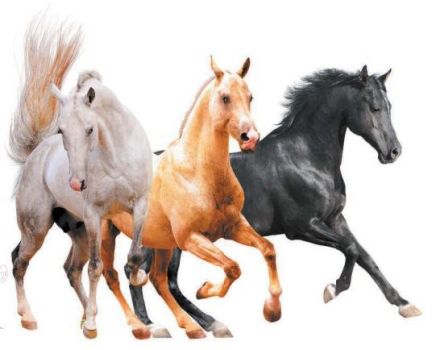 Os nomes das cores existentes dos cavalos, que também são a lista de cores