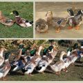 Beschreibung und Eigenschaften von Enten der Baschkirischen Rasse, Vor- und Nachteile