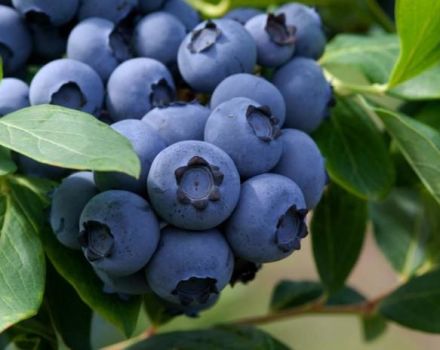 Wie man Blaubeeren aus Samen zu Hause pflanzt und züchtet