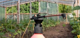 O uso de ácido bórico para pulverizar e alimentar pepinos