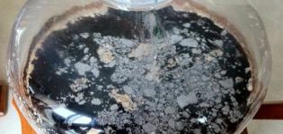 Αιτίες μούχλας στο σπιτικό κρασί και τι να κάνετε με τη λευκή μεμβράνη, πώς να αποτρέψετε την αλλοίωση