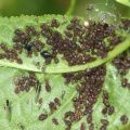 How to get rid of aphids on cherries and how to process them, a review of drugs and folk remedies
