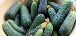 Description of the cucumber variety Magnat, cultivation and care