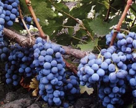 Beschreibung und Merkmale der Rebsorte Cabernet Sauvignon, Anbau- und Pflanzregeln