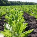 Rodzaje preparatów i zastosowanie herbicydów do przerobu buraków