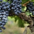 Опис и карактеристике сорте грожђа Ливадииски Блацк, историја и правила гајења