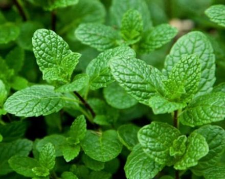 Come propagare correttamente la menta per semi e strati radicali