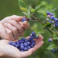 Como cultivar mirtilos a partir de sementes em casa, regras de plantio e cuidados